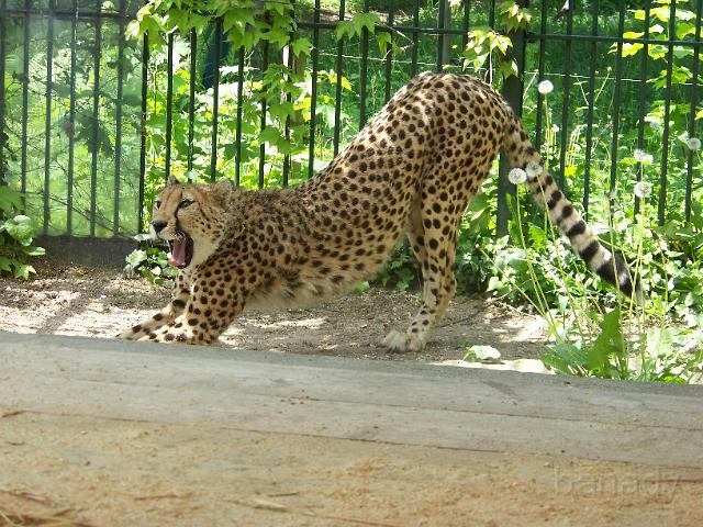 Gepard.JPG