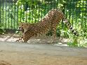 Gepard